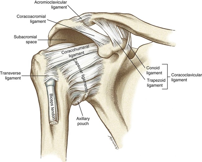 Structure And Function Of The Shoulder Complex Musculoskeletal Key Structure And Function Of The Shoulder Complex Musculoskeletal Key