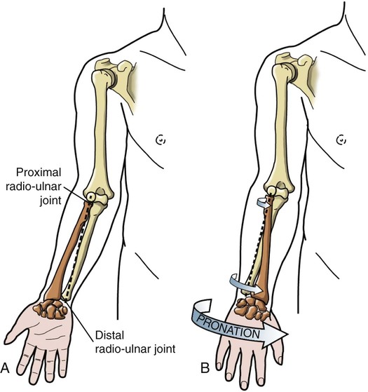 Arm Bones Near Elbow At Jennifer Carranza Blog