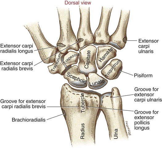 Structure And Function Of The Wrist Musculoskeletal Key