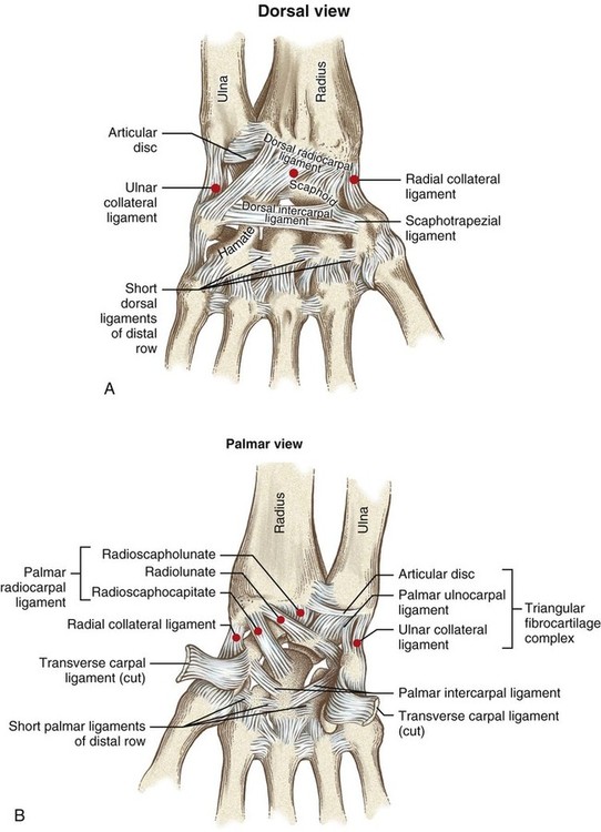 Structure And Function Of The Wrist Musculoskeletal Key