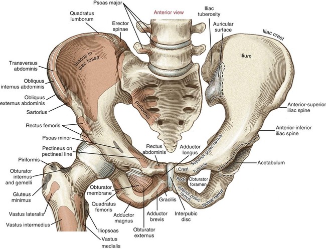 Structure and Function of the Hip | Musculoskeletal Key
