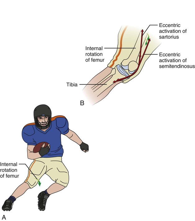 Structure And Function Of The Knee | Musculoskeletal Key