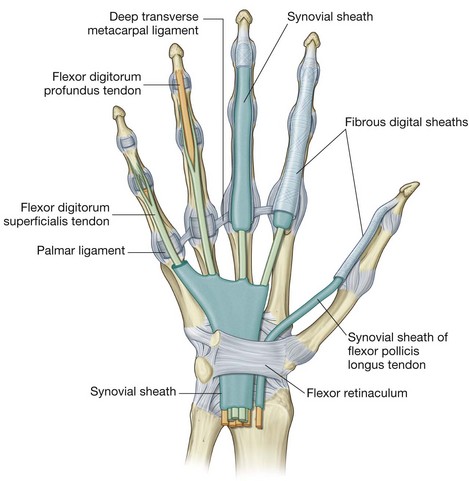 Flexor Sheath Anatomy