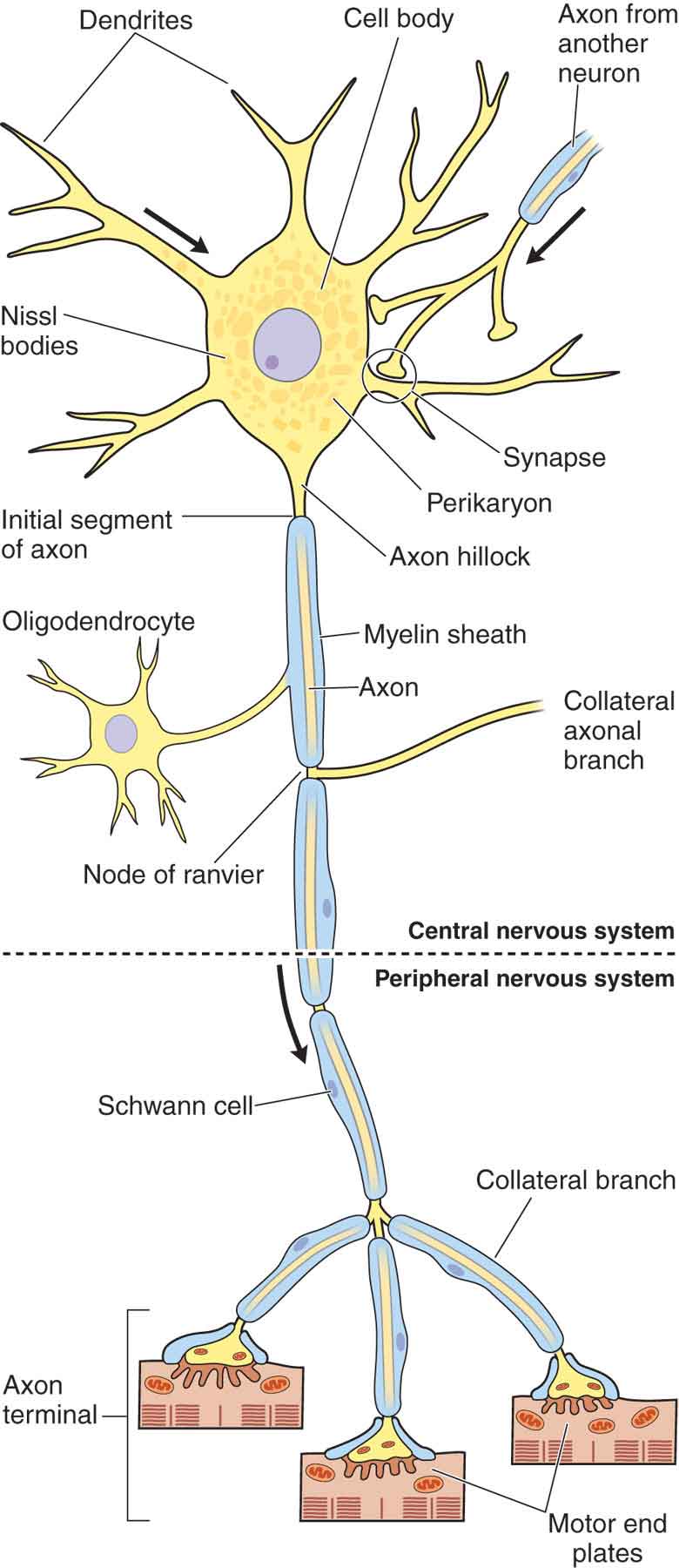 nervous system neurons