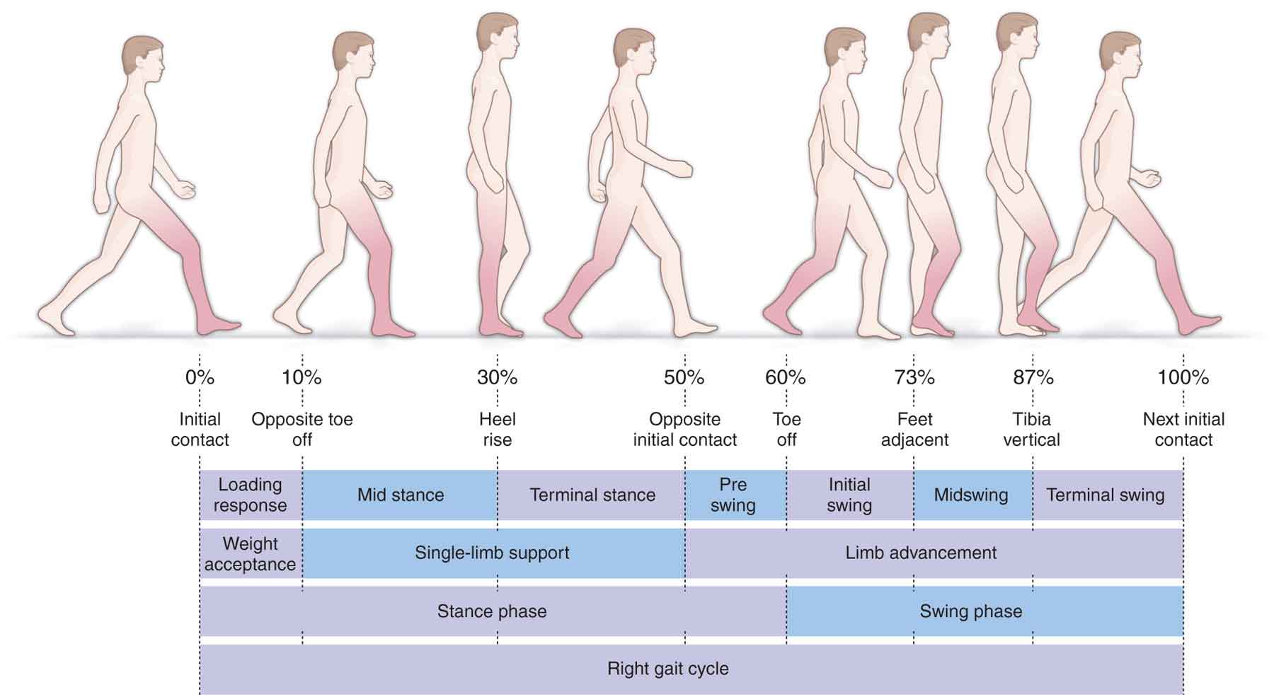 Gait And Posture Analysis Musculoskeletal Key Gait And Posture Analysis Musculoskeletal Key