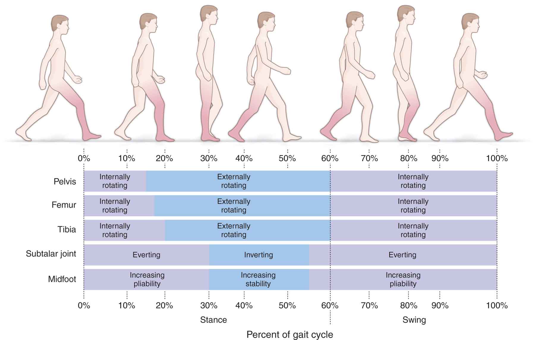 A Guide on "Knocked Knees" or Inwardly Collpasing Knees Progress Posture