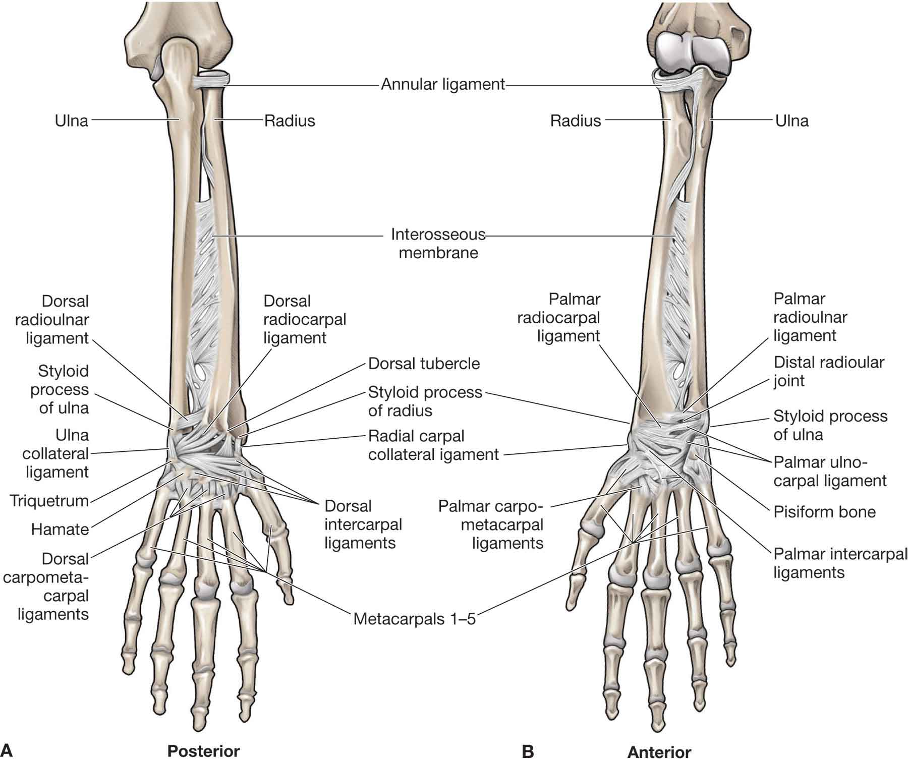 Anatomy Of The Forearm (Arm) And Hand Bones Stock Photo Alamy | atelier ...