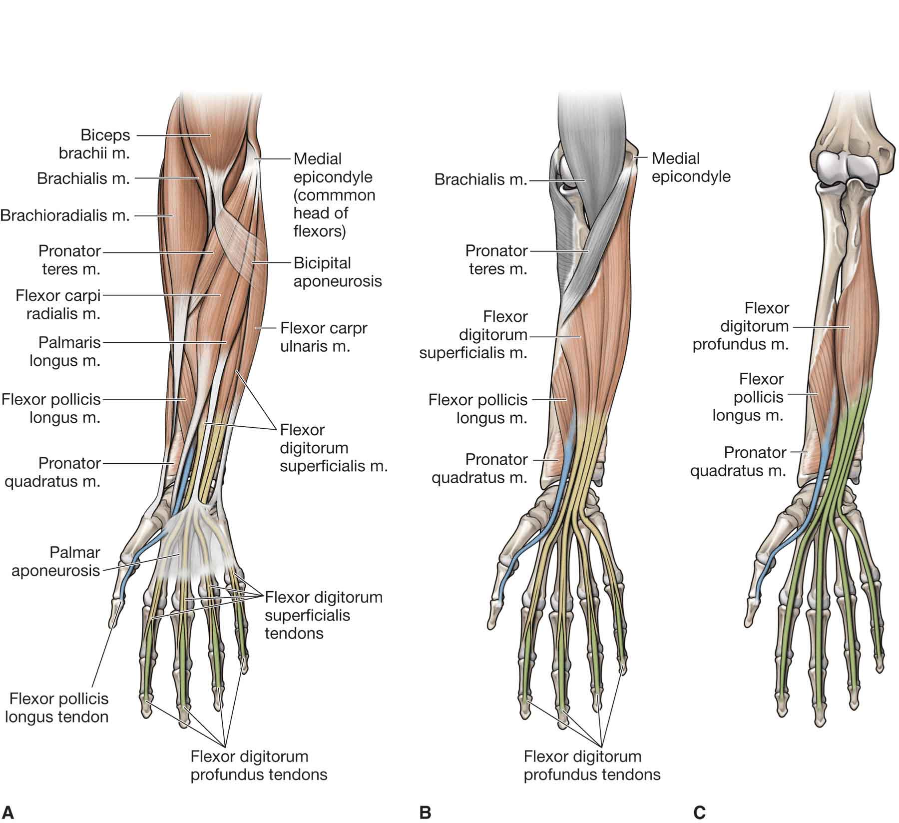 Forearm Tendons