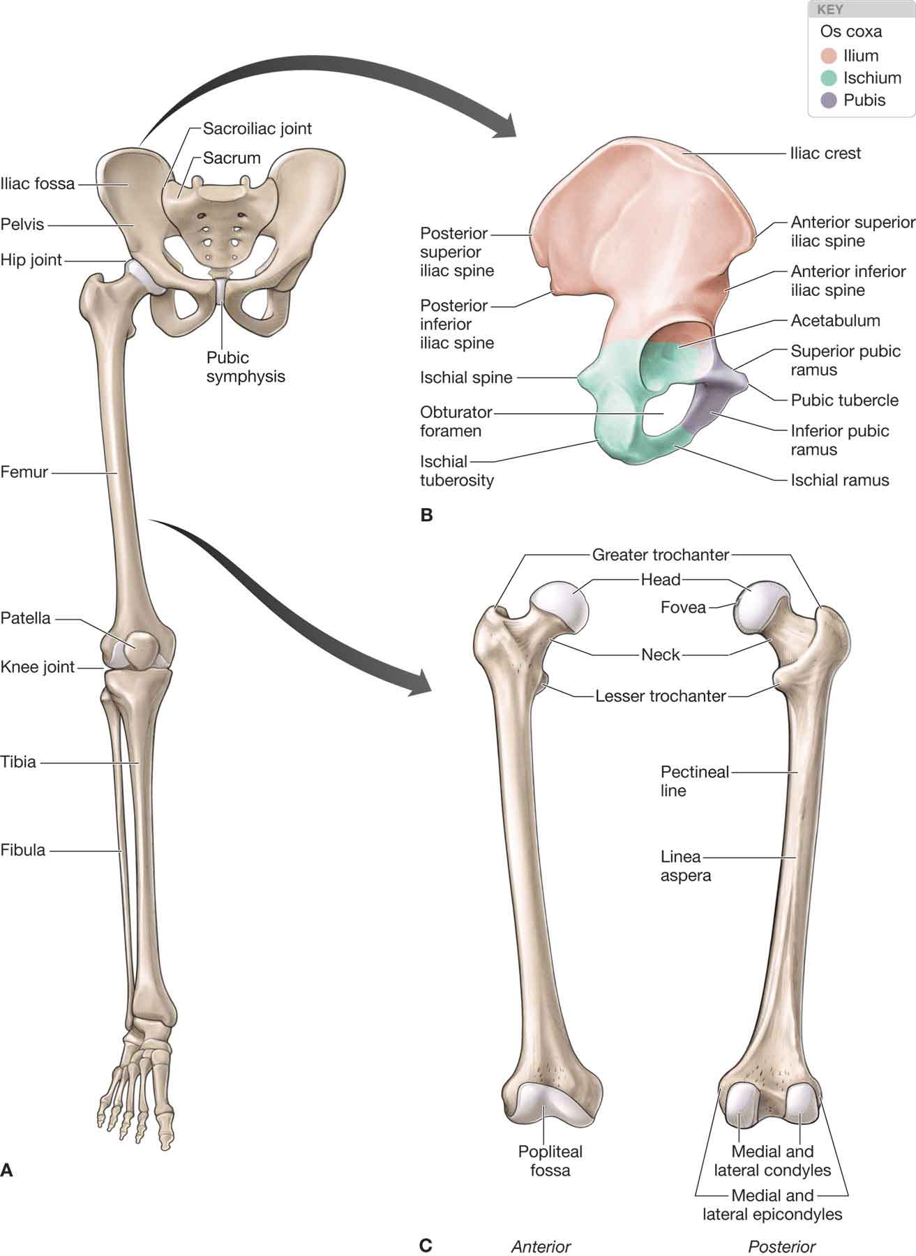 lateral aspect of the hip