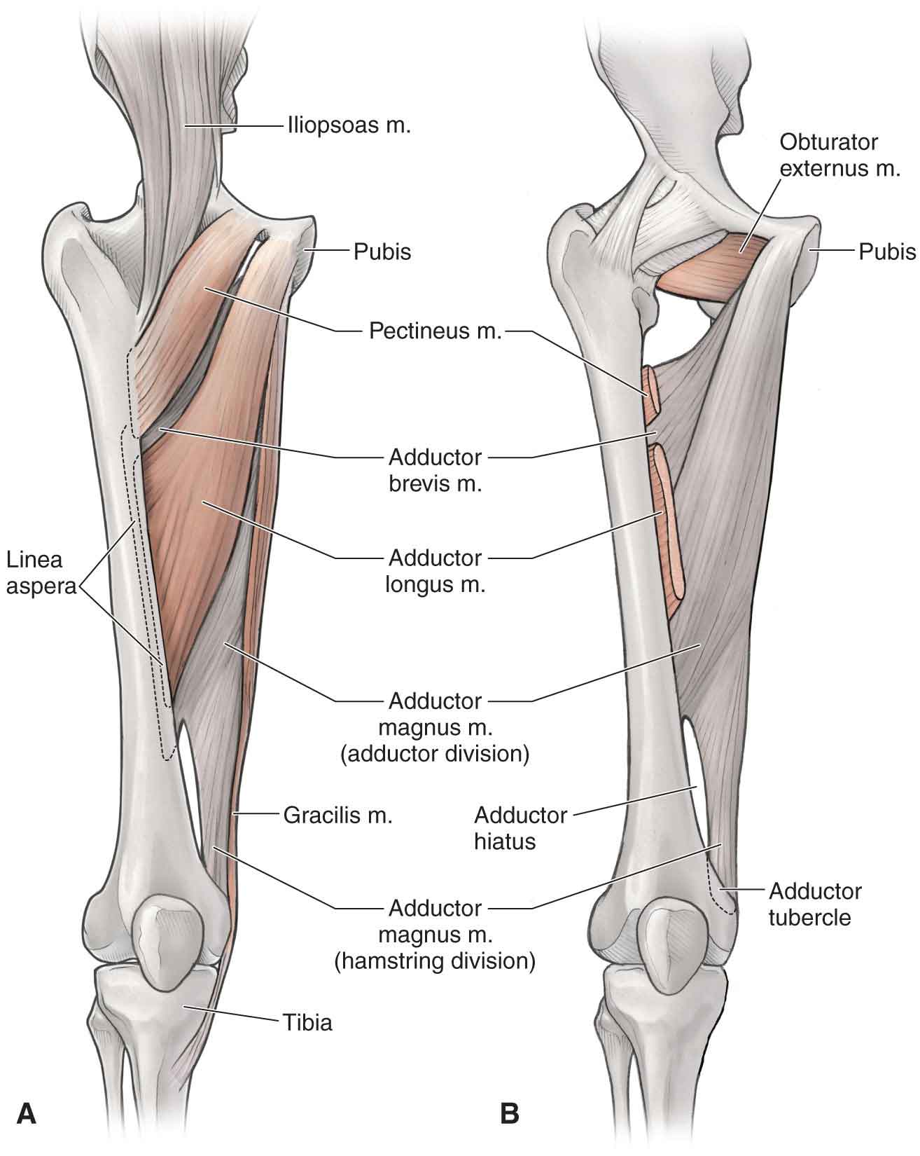 Hip Adductor Muscles Anatomy