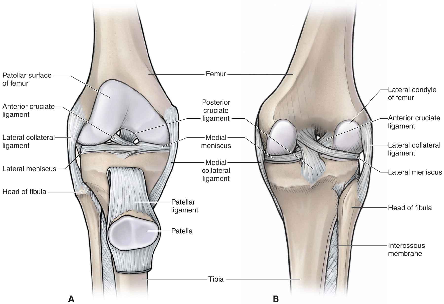 Medial Vs Lateral Knee Medial Vs Lateral Meniscus Key Differences Medial Vs Lateral Knee Medial Vs Lateral Meniscus Key Differences