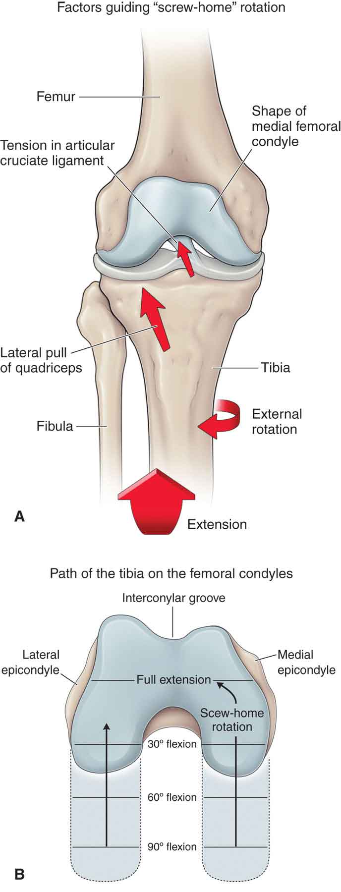 Anatomical Knee Joint Key Ring Keychain Femur Tibia 