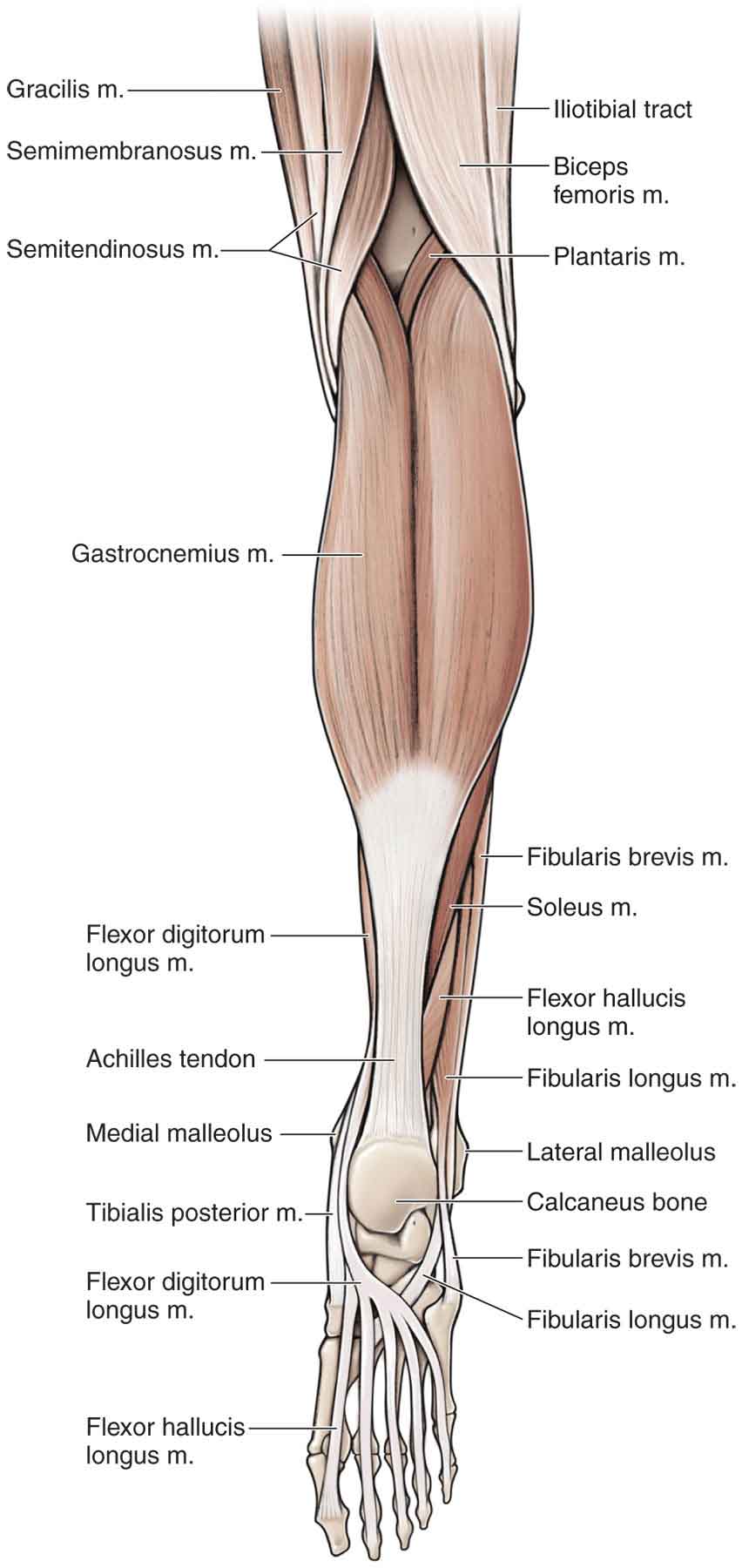 The Knee | Musculoskeletal Key