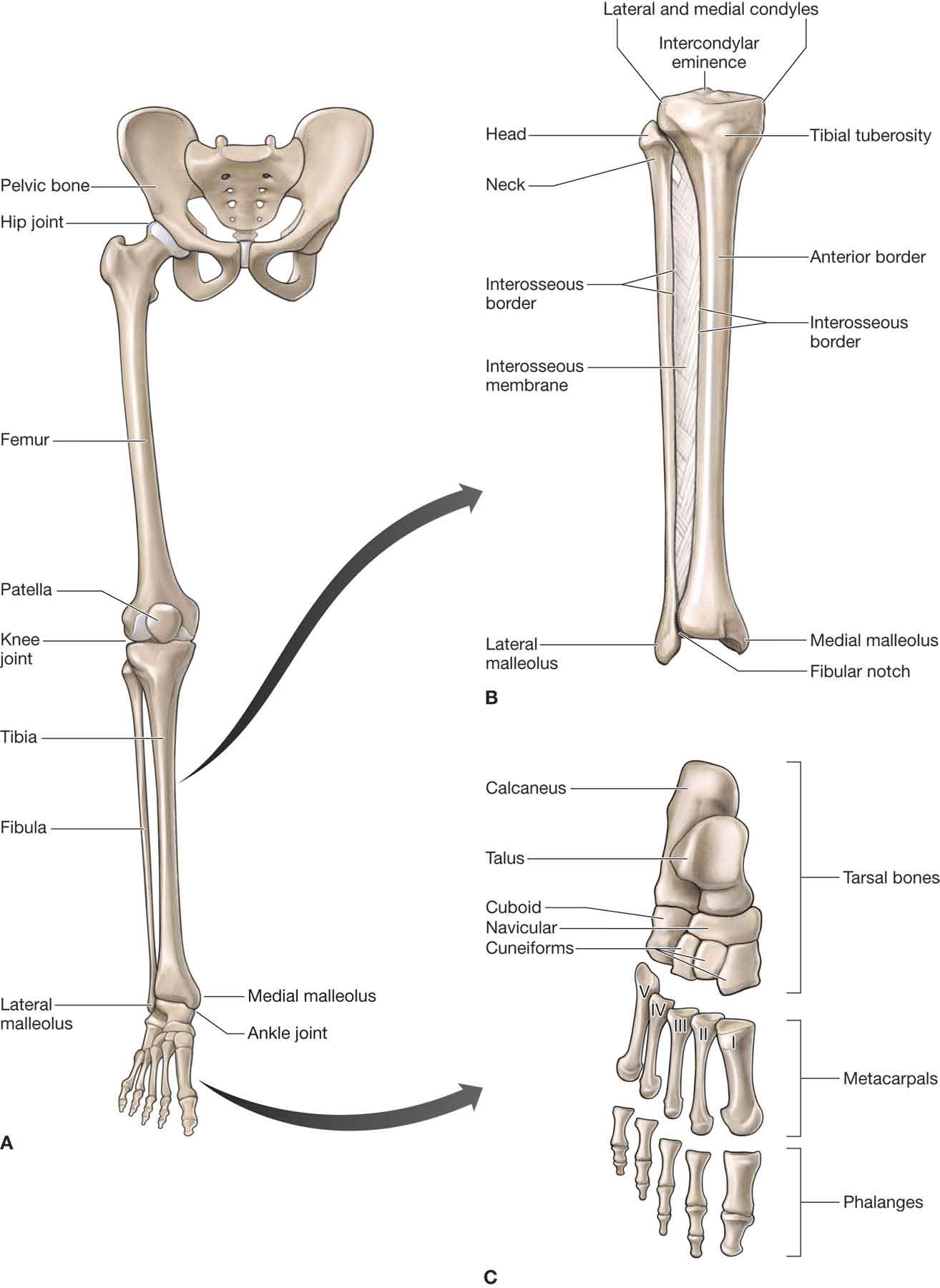 Foot And Leg Bones Diagram - Human Leg Bone Structure - Human Anatomy