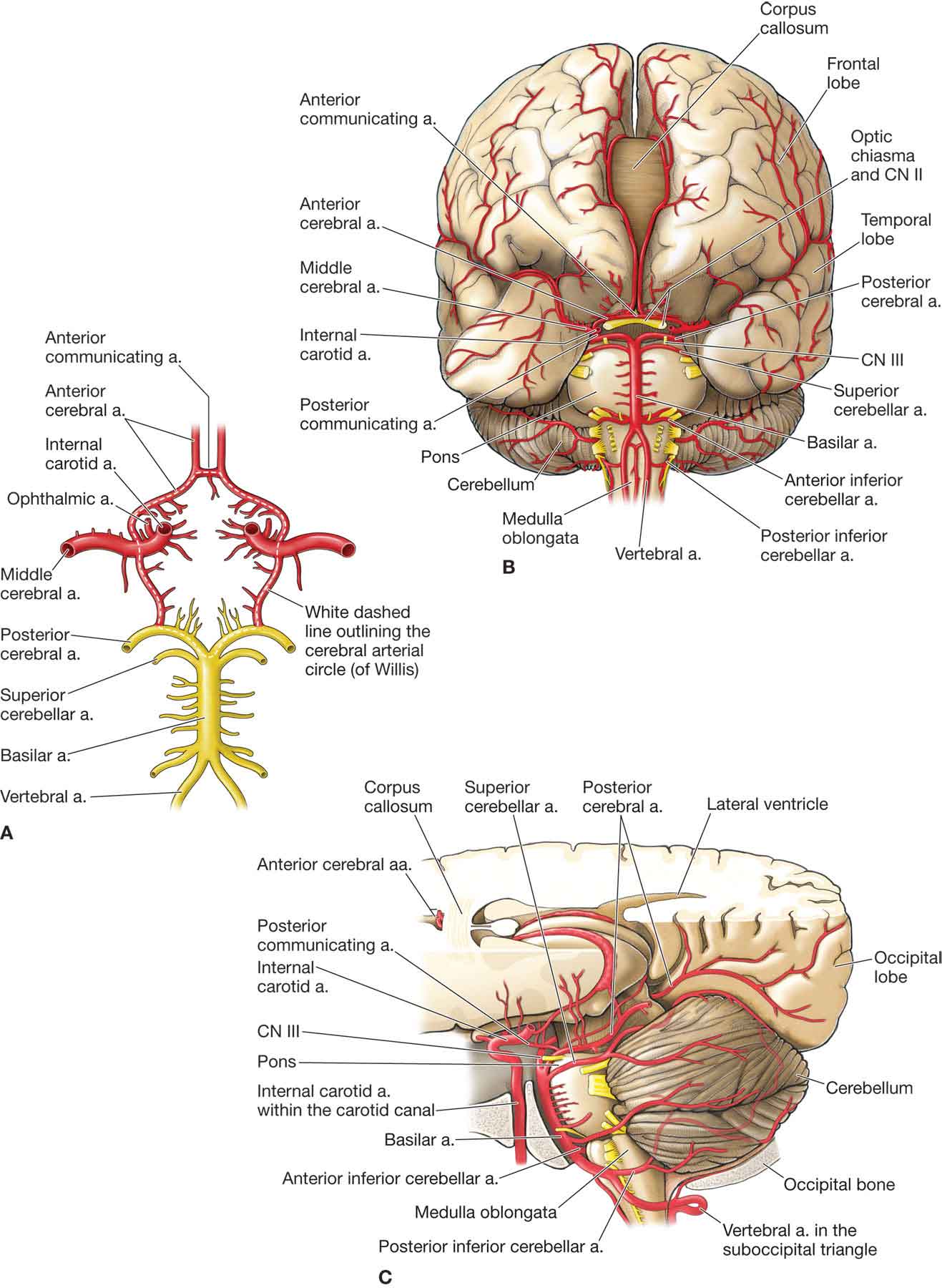 Vertebral Artery Musculoskeletal Key