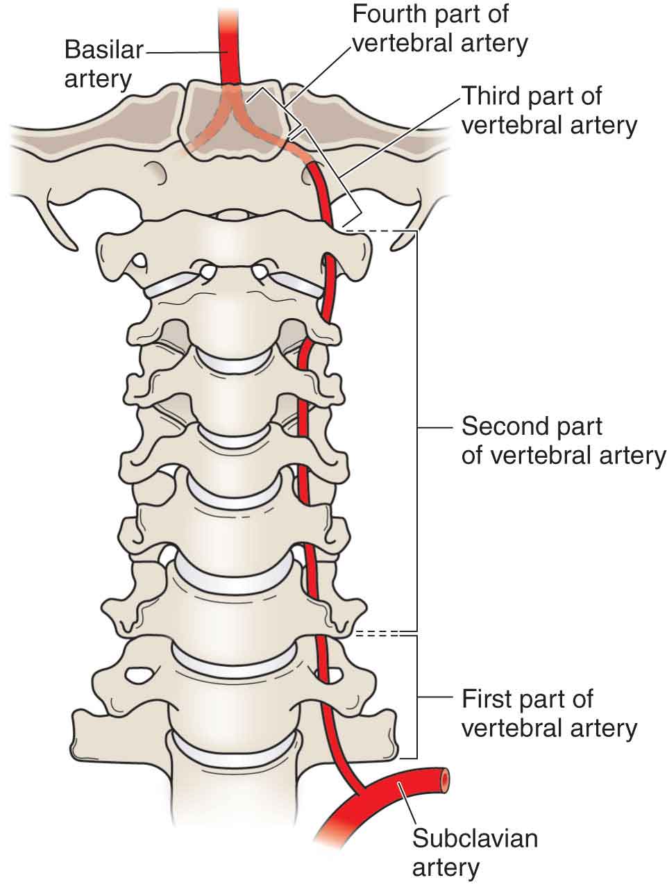 vertebral artery branches