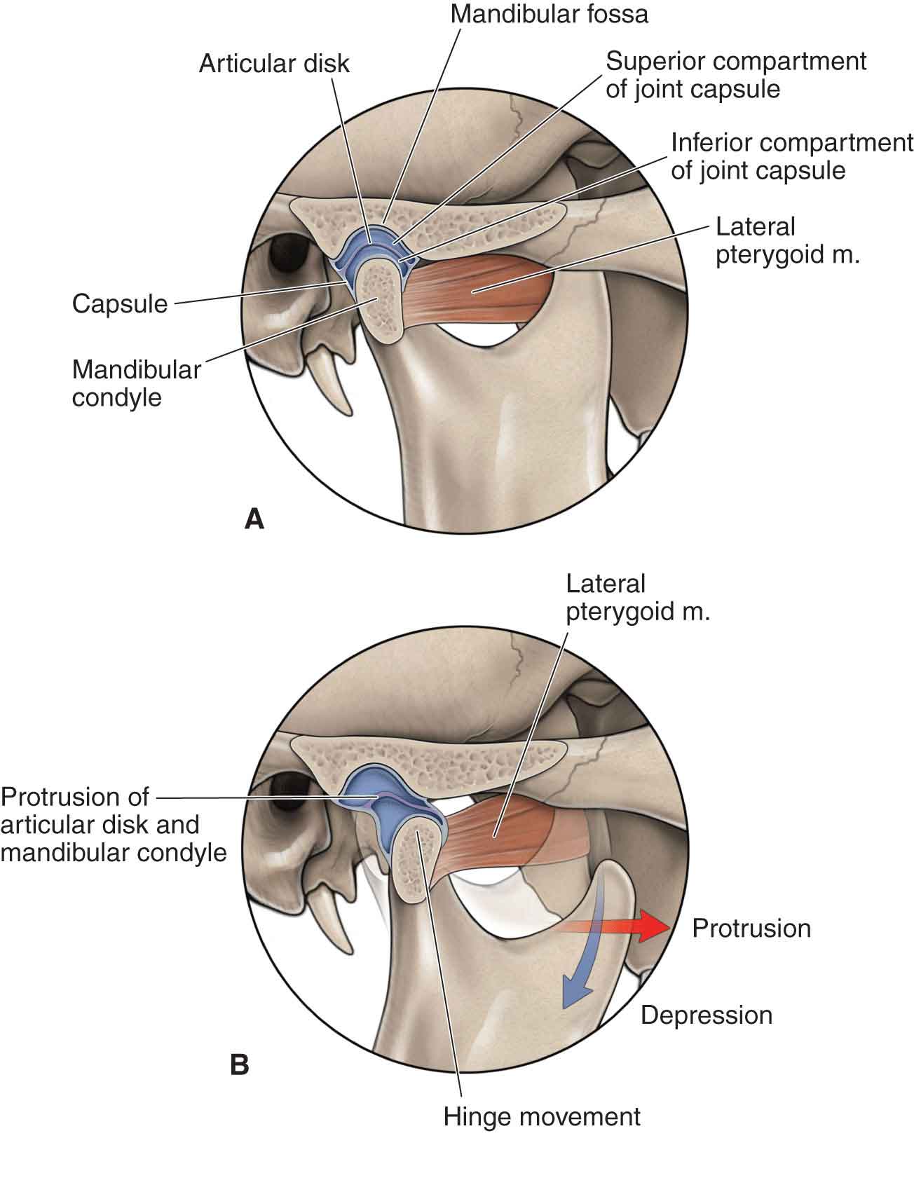 Schema of jaw and neck muscle coordination while chewing gum on the