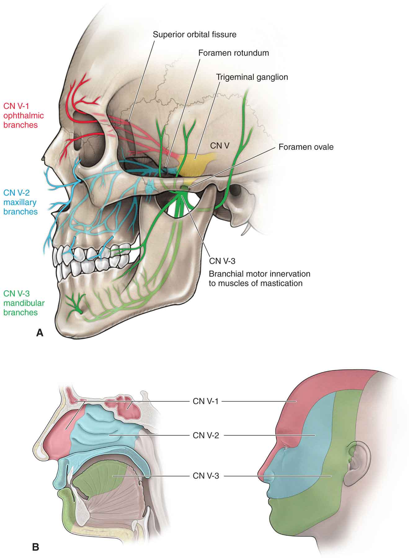 Mandibular nerve - Gross Anatomy 