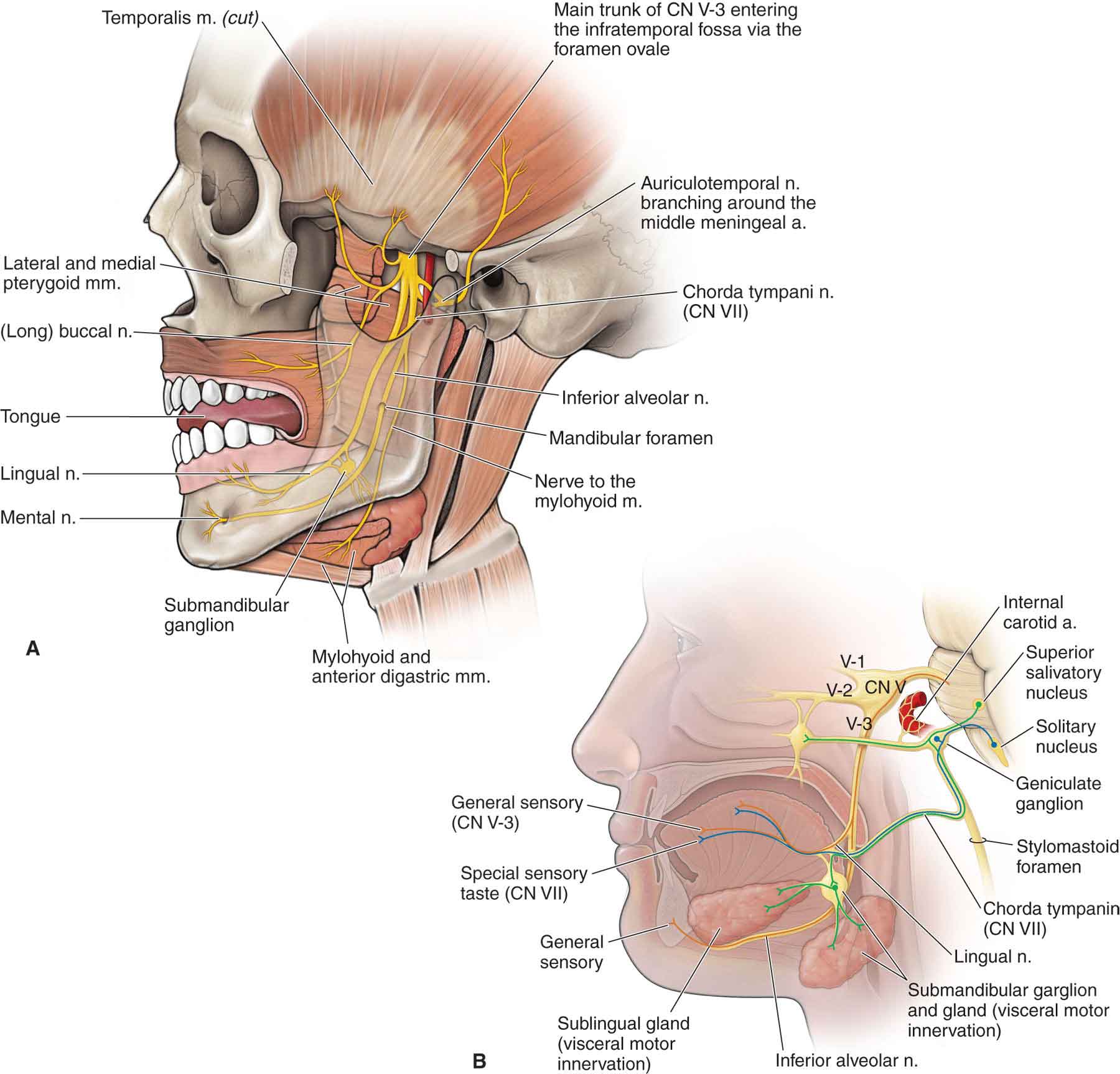 Jaw and Temporomandibular Joint: Anatomy