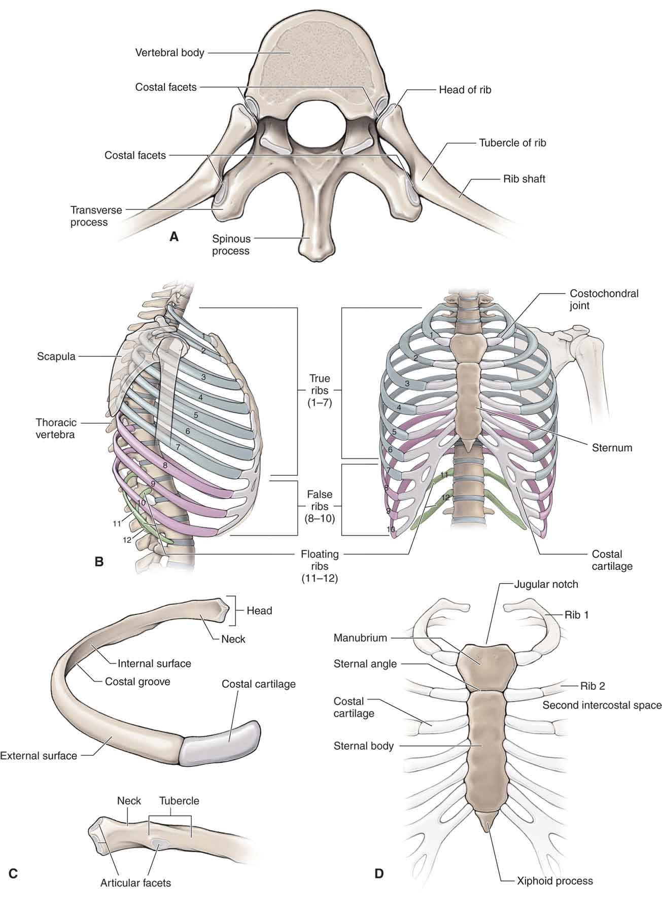 Thoracic Spine Anatomy