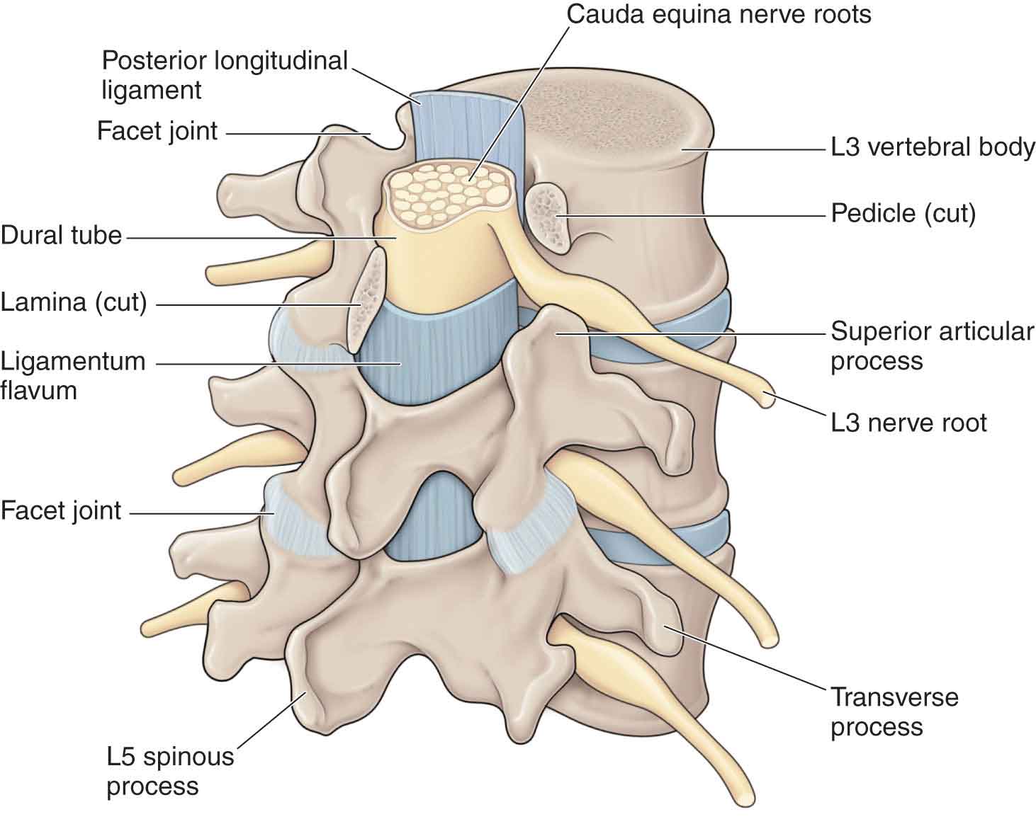 Posterior Lumbar Spine Diagram Posterior Longitudinal Ligament Lumbar