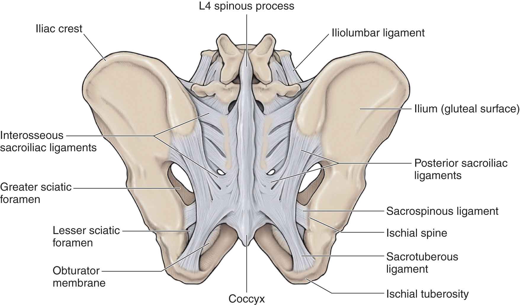 Ligament Sacro Tub ral Insertion SQVP Ligament Sacro Tub ral Insertion SQVP