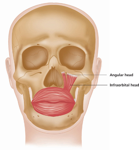 Губы мышцы рта. Круговая мышца рта прикрепление.