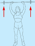 Muscles of the Shoulder and Upper Arm | Musculoskeletal Key