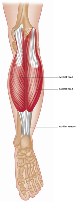 The 19 Muscles Of The Foot - Intrinsic Muscles of the Feet Part 1