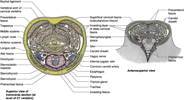 The anterior cervical approach to the spine (cross-sectional view)