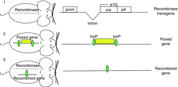 A217142_1_En_21_Fig2_HTML.jpg