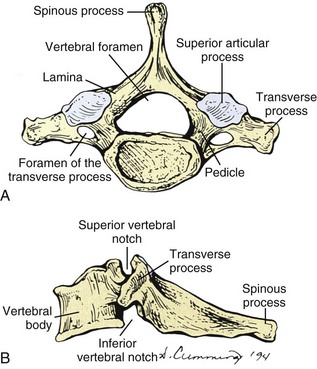 Functional Anatomy of the Cervical Spine | Musculoskeletal Key