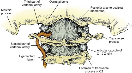 Image result for upper cervical spine ligaments and muscles