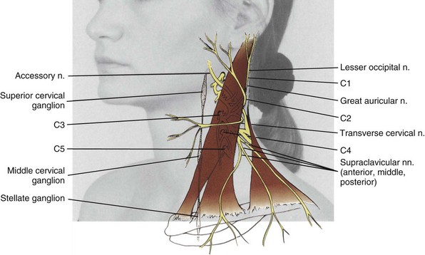 Functional Anatomy Of The Cervical Spine | Musculoskeletal Key