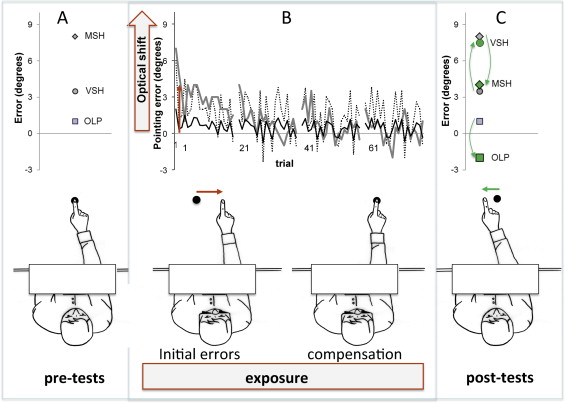 Long-term sensorimotor and therapeutical effects of a mild regime of ...