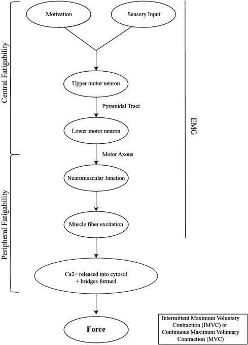 gr4.jpg | Musculoskeletal Key