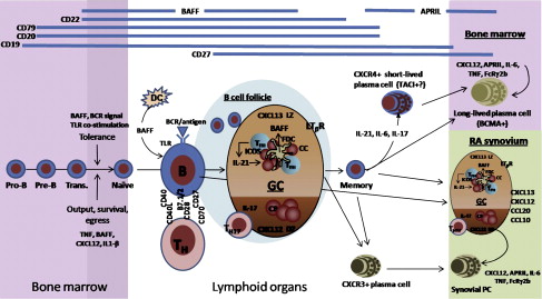 B Cell Therapies For Rheumatoid Arthritis: Beyond B Cell Depletion ...