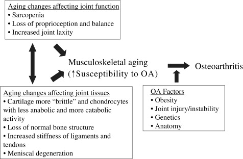 Why Is Osteoarthritis An Age-related Disease? | Musculoskeletal Key