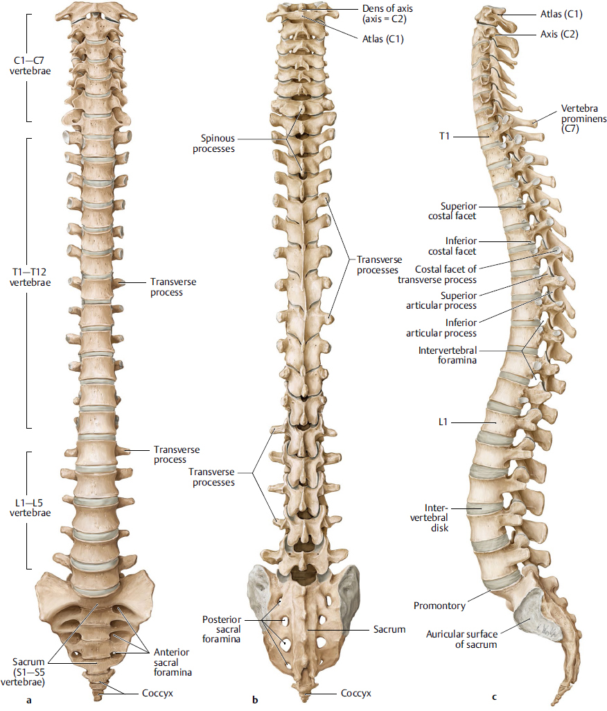 Spine | Musculoskeletal Key