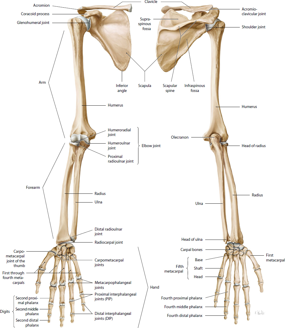 Shoulder, Elbow, And Upper Extremity Sports | Musculoskeletal Key