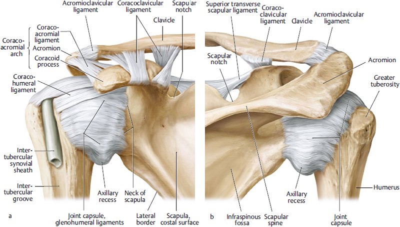 Shoulder, Elbow, And Upper Extremity Sports | Musculoskeletal Key