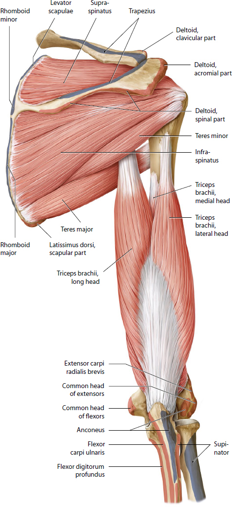 Shoulder, Elbow, And Upper Extremity Sports | Musculoskeletal Key