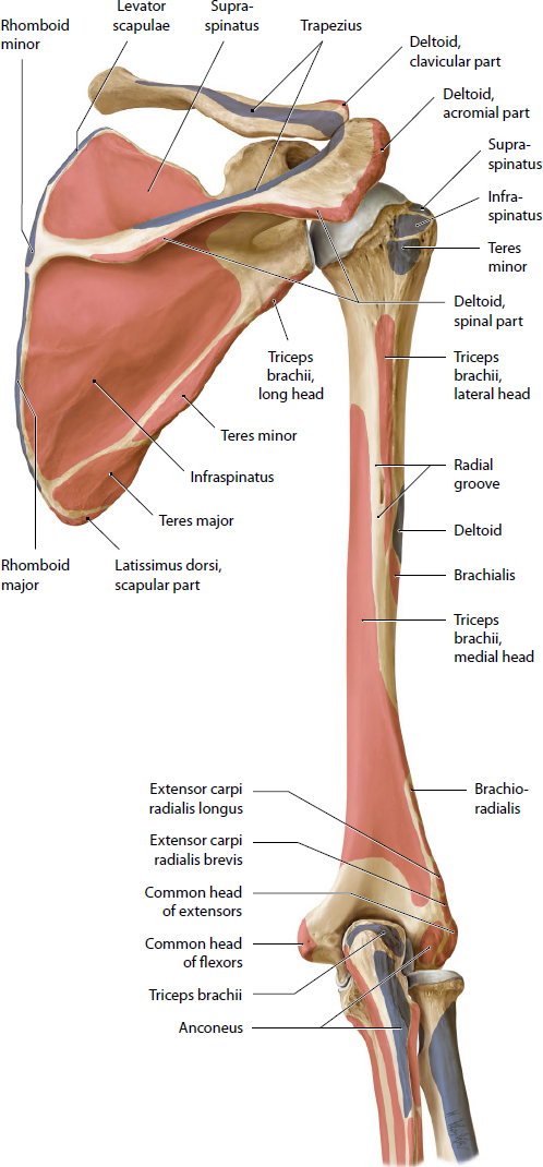 Shoulder, Elbow, And Upper Extremity Sports | Musculoskeletal Key