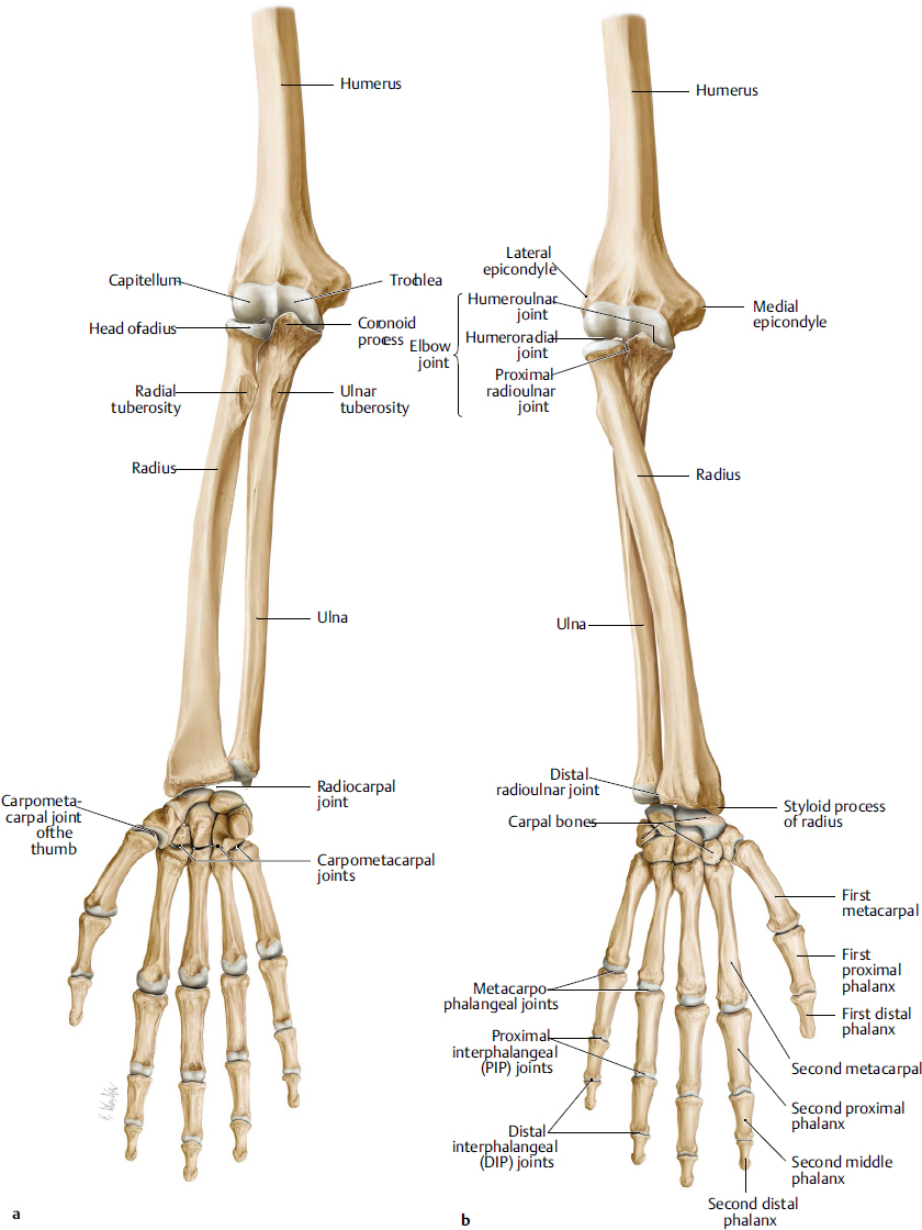 Anatomy Of Radius And Ulna - Anatomical Charts & Posters