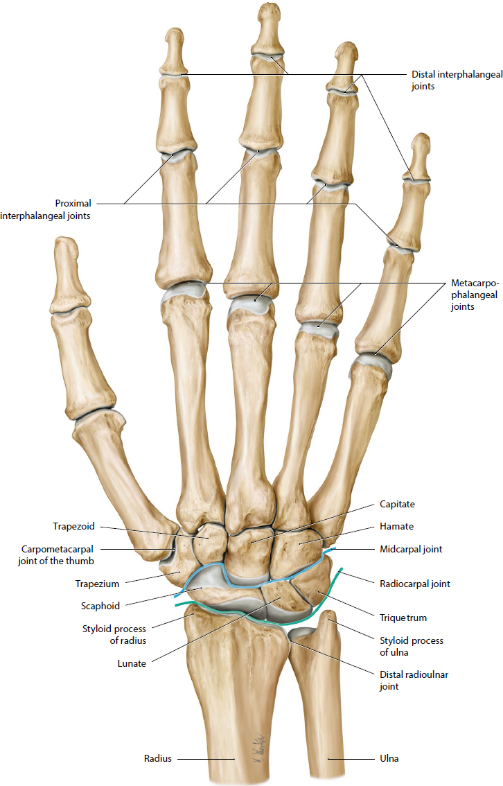 Hand And Microvasculature | Musculoskeletal Key