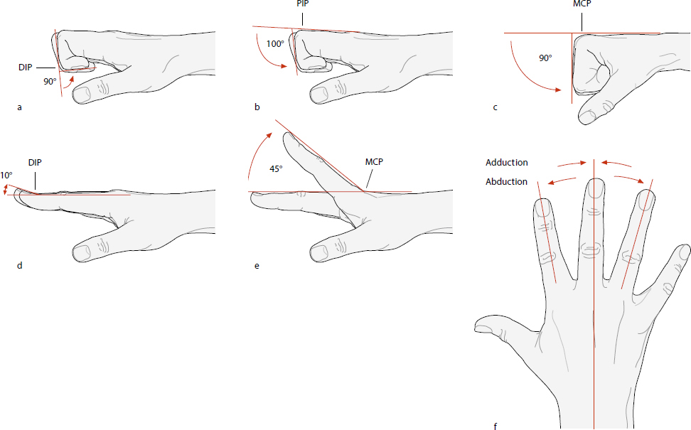 Hand And Microvasculature | Musculoskeletal Key