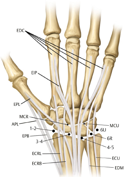 Hand And Microvasculature | Musculoskeletal Key