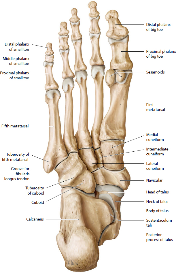 Foot And Ankle | Musculoskeletal Key