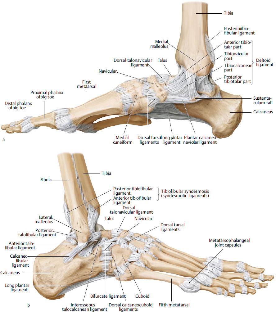 Foot And Ankle | Musculoskeletal Key