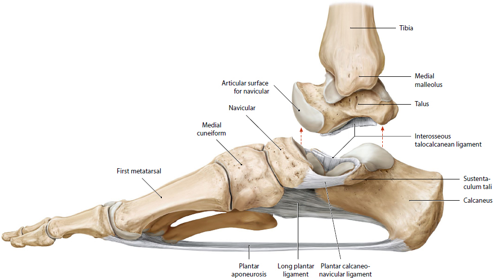 Foot And Ankle | Musculoskeletal Key